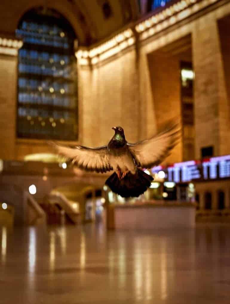 Pigeon in Grand Central during Covid outbreak by Forever Seen Melissa Robinson